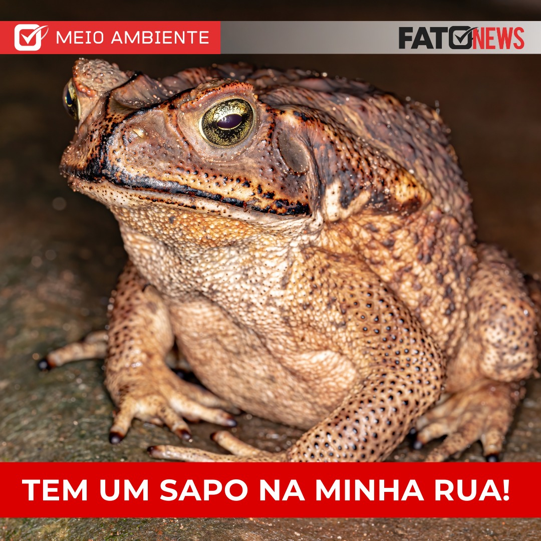 Imagem do WhatsApp de 2025-01-20 à(s) 14.07.35_de17dafb